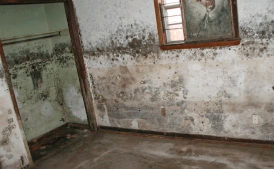 Selling a Home with Mold in Indiana: What Cash Buyers Look For 2 Mold-affected Indiana homes